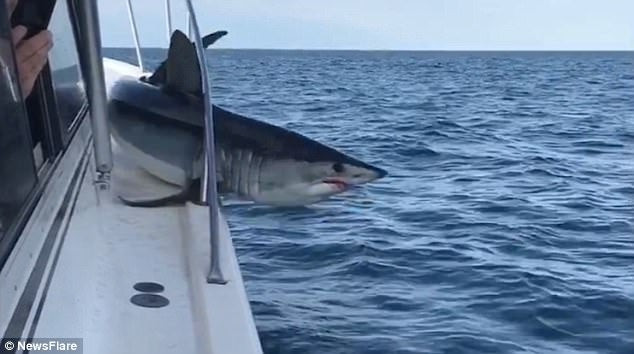 H στιγμή που τεράστιος καρχαρίας παγιδεύεται πάνω σε σκάφος! (βίντεο)